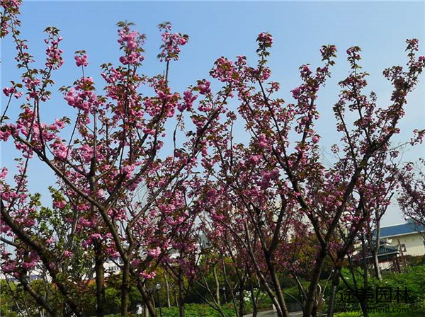 校園能種植日本晚櫻嗎？
